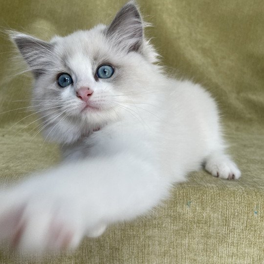 chaton Ragdoll blue point bicolor U'Marius d'Orange Les Ragdolls de la Croisette