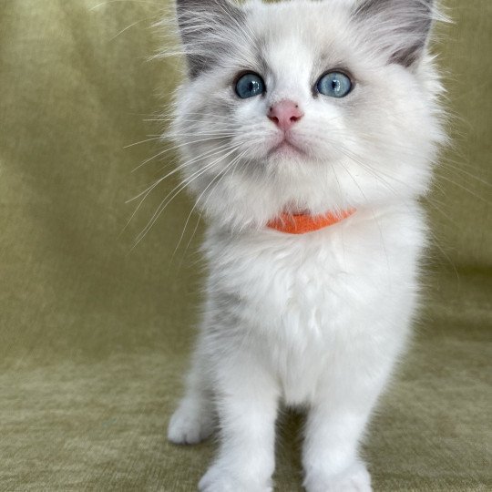 chaton Ragdoll blue point bicolor U'Marius d'Orange Les Ragdolls de la Croisette