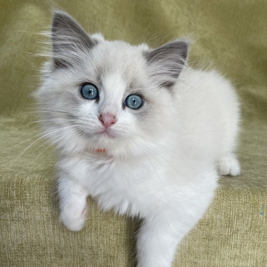 chaton Ragdoll blue point bicolor U'Marius d'Orange Les Ragdolls de la Croisette