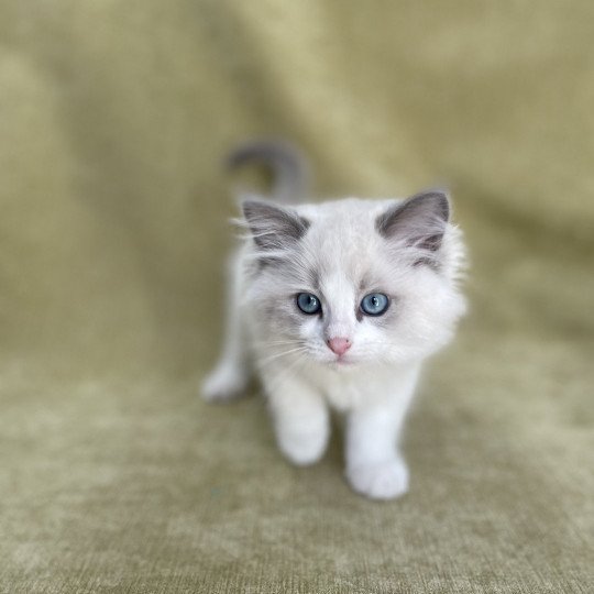 chaton Ragdoll blue point bicolor U'Marius d'Orange Les Ragdolls de la Croisette