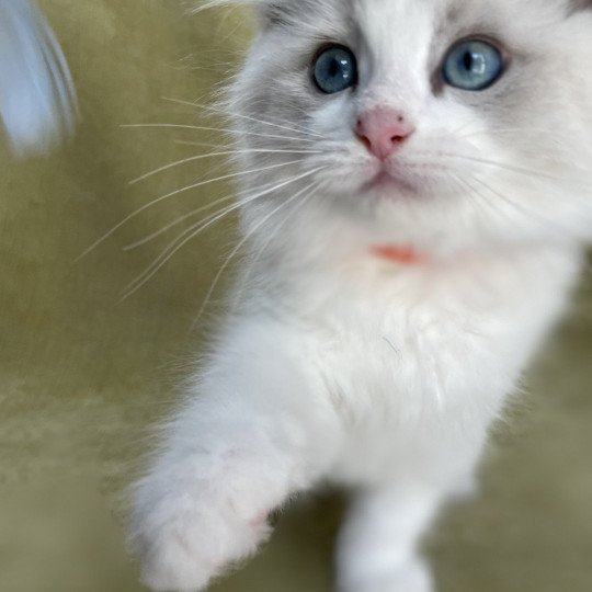 chaton Ragdoll blue point bicolor U'Marius d'Orange Les Ragdolls de la Croisette