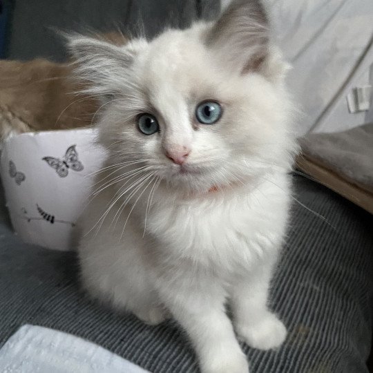 chaton Ragdoll blue point bicolor U'Marius d'Orange Les Ragdolls de la Croisette