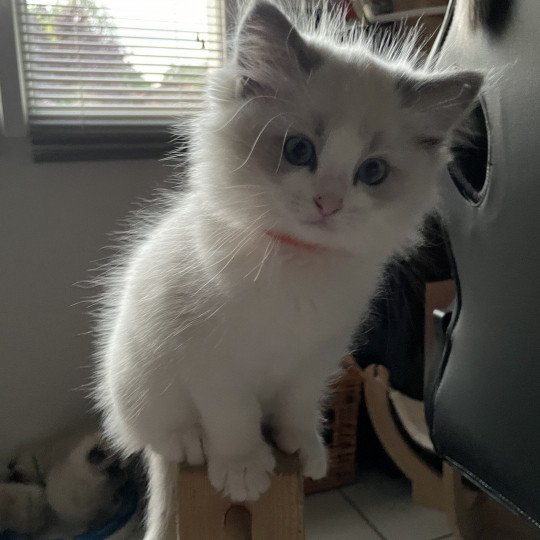 chaton Ragdoll blue point bicolor U'Marius d'Orange Les Ragdolls de la Croisette