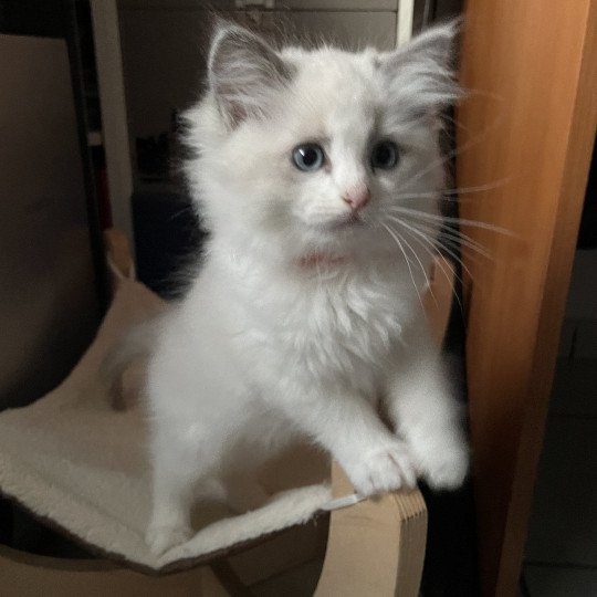 chaton Ragdoll blue point bicolor U'Marius d'Orange Les Ragdolls de la Croisette