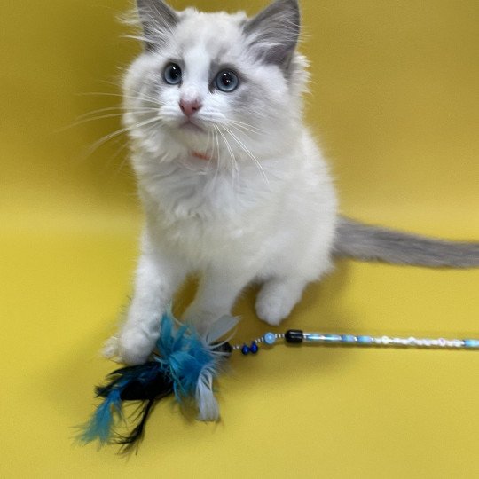 chaton Ragdoll blue point bicolor U'Marius d'Orange Les Ragdolls de la Croisette