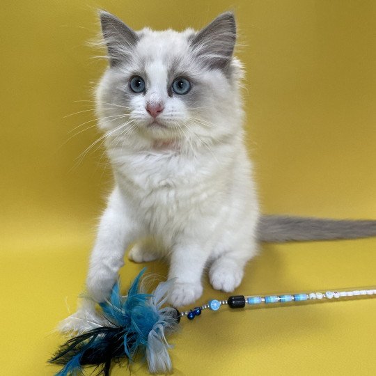 chaton Ragdoll blue point bicolor U'Marius d'Orange Les Ragdolls de la Croisette