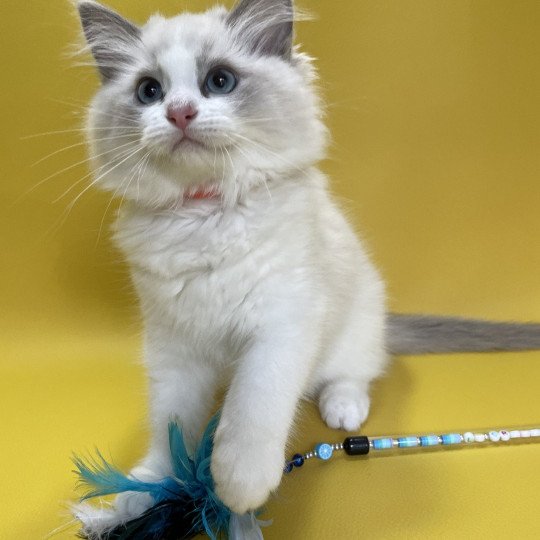 chaton Ragdoll blue point bicolor U'Marius d'Orange Les Ragdolls de la Croisette