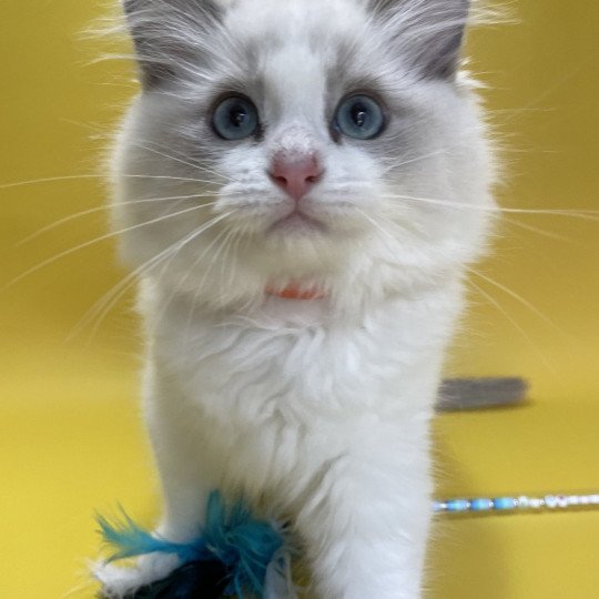 chaton Ragdoll blue point bicolor U'Marius d'Orange Les Ragdolls de la Croisette