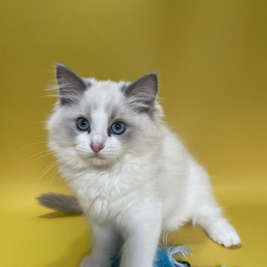 chaton Ragdoll blue point bicolor U'Marius d'Orange Les Ragdolls de la Croisette