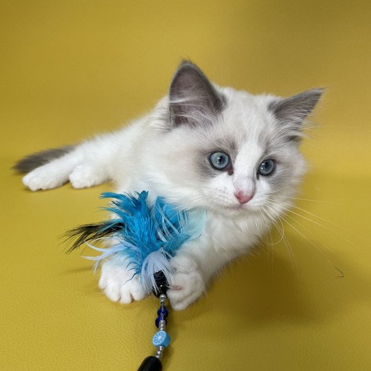 chaton Ragdoll blue point bicolor U'Marius d'Orange Les Ragdolls de la Croisette