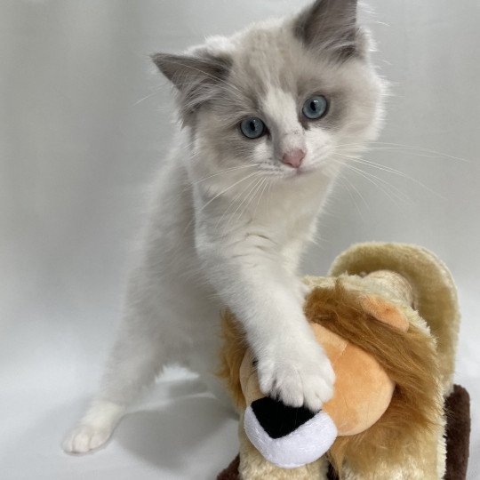 chaton Ragdoll blue point bicolor U'Marius d'Orange Les Ragdolls de la Croisette