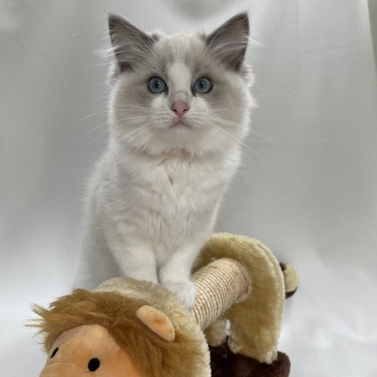 chaton Ragdoll blue point bicolor U'Marius d'Orange Les Ragdolls de la Croisette