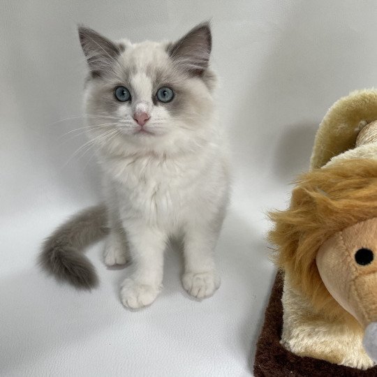 chaton Ragdoll blue point bicolor U'Marius d'Orange Les Ragdolls de la Croisette