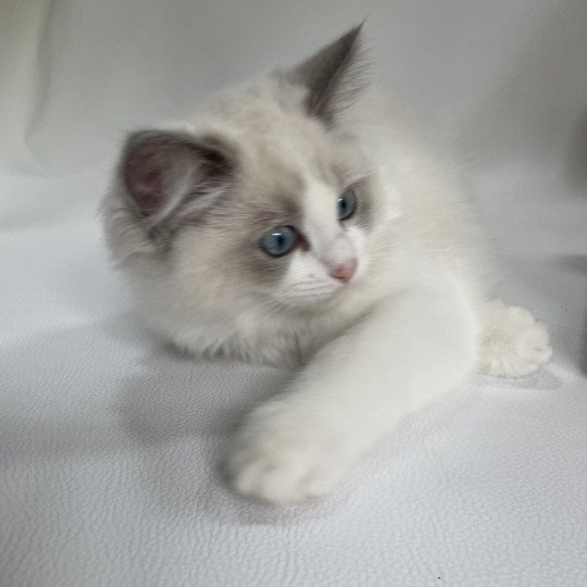 chaton Ragdoll blue point bicolor U'Marius d'Orange Les Ragdolls de la Croisette