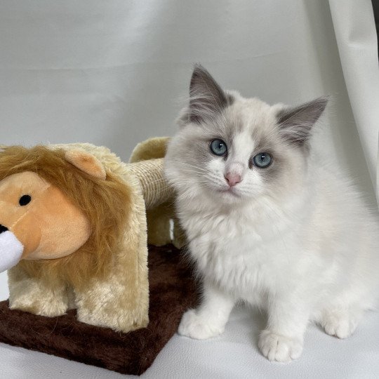 chaton Ragdoll blue point bicolor U'Marius d'Orange Les Ragdolls de la Croisette