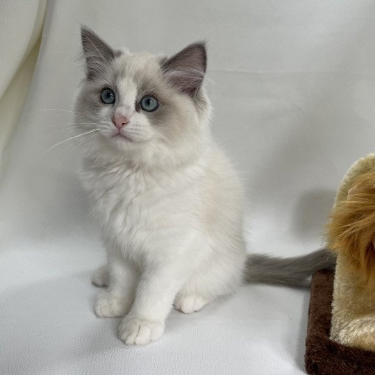 chaton Ragdoll blue point bicolor U'Marius d'Orange Les Ragdolls de la Croisette