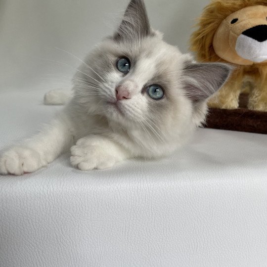 chaton Ragdoll blue point bicolor U'Marius d'Orange Les Ragdolls de la Croisette