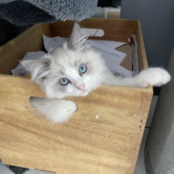 chaton Ragdoll blue point bicolor U'Marius d'Orange Les Ragdolls de la Croisette