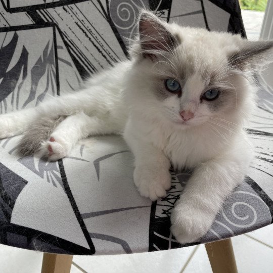 chaton Ragdoll blue point bicolor U'Marius d'Orange Les Ragdolls de la Croisette