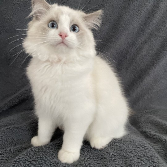 chaton Ragdoll blue point bicolor U'Marius d'Orange Les Ragdolls de la Croisette