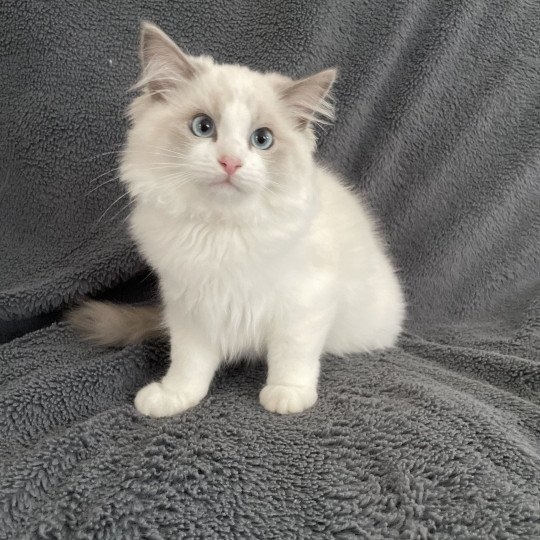 chaton Ragdoll blue point bicolor U'Marius d'Orange Les Ragdolls de la Croisette