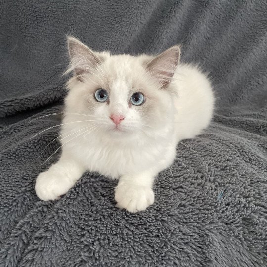 chaton Ragdoll blue point bicolor U'Marius d'Orange Les Ragdolls de la Croisette