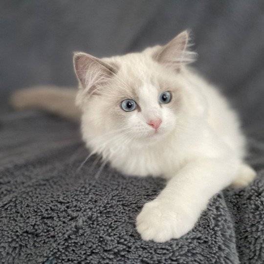 chaton Ragdoll blue point bicolor U'Marius d'Orange Les Ragdolls de la Croisette