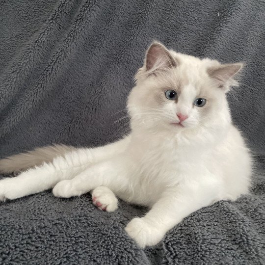 chaton Ragdoll blue point bicolor U'Marius d'Orange Les Ragdolls de la Croisette