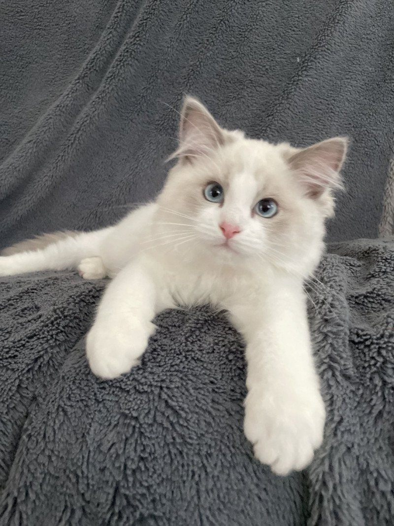 U'Marius d'Orange De La Croisette Mâle Ragdoll