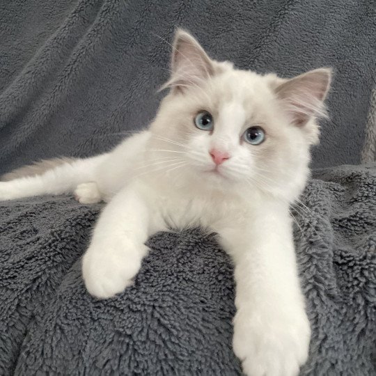 chaton Ragdoll blue point bicolor U'Marius d'Orange Les Ragdolls de la Croisette