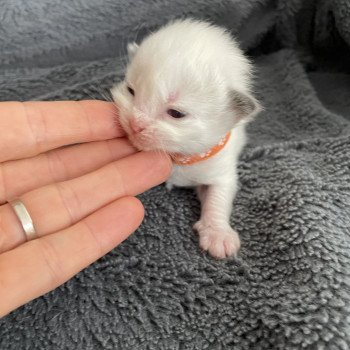 chaton Ragdoll orange Les Ragdolls de la Croisette