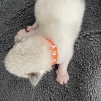 chaton Ragdoll orange Les Ragdolls de la Croisette chaton Ragdoll orange Les Ragdolls de la Croisette