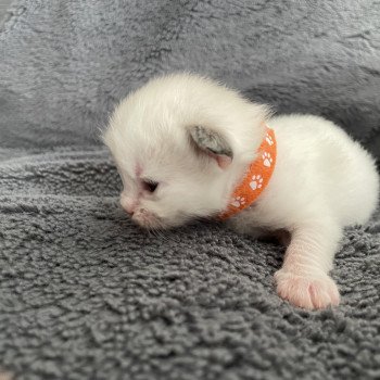 chaton Ragdoll orange Les Ragdolls de la Croisette