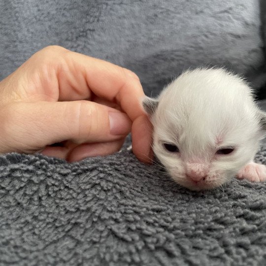 chaton Ragdoll orange Les Ragdolls de la Croisette