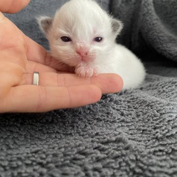 chaton Ragdoll orange Les Ragdolls de la Croisette