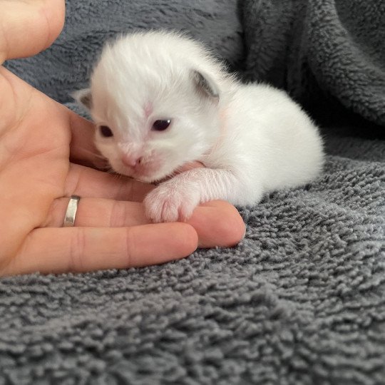 chaton Ragdoll orange Les Ragdolls de la Croisette