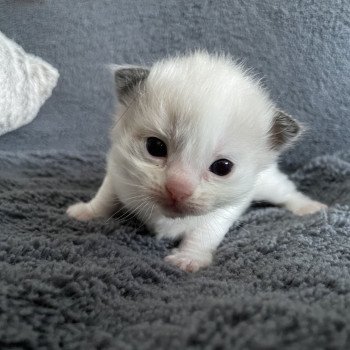 chaton Ragdoll orange Les Ragdolls de la Croisette