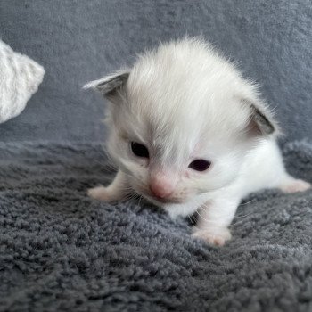 chaton Ragdoll orange Les Ragdolls de la Croisette