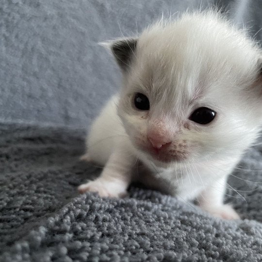 chaton Ragdoll orange Les Ragdolls de la Croisette