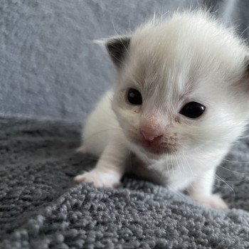chaton Ragdoll orange Les Ragdolls de la Croisette chaton Ragdoll orange Les Ragdolls de la Croisette