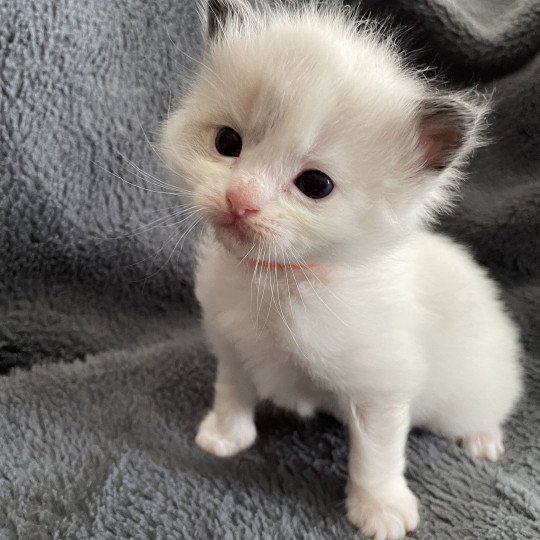 chaton Ragdoll seal point bicolor orange Les Ragdolls de la Croisette