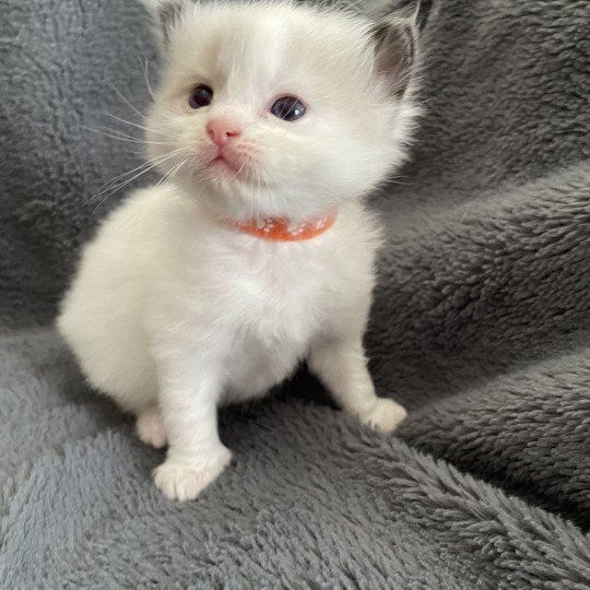 chaton Ragdoll seal point bicolor orange Les Ragdolls de la Croisette