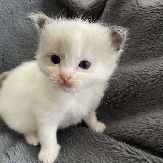 chaton Ragdoll seal point bicolor orange Les Ragdolls de la Croisette