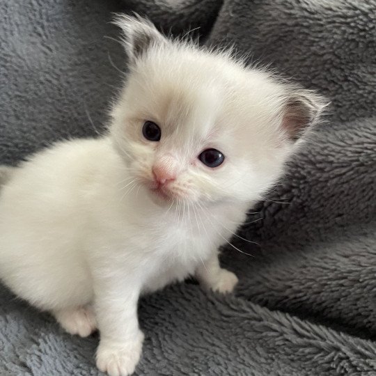 chaton Ragdoll seal point bicolor orange Les Ragdolls de la Croisette