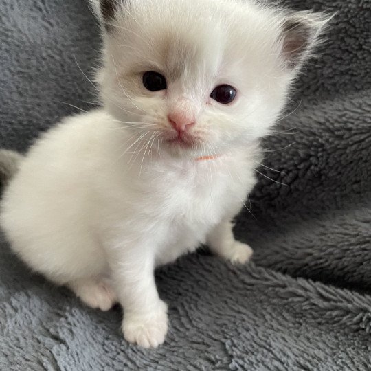 chaton Ragdoll seal point bicolor orange Les Ragdolls de la Croisette