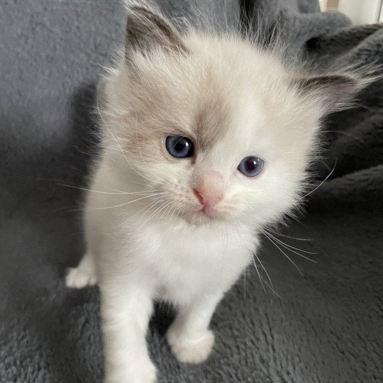 chaton Ragdoll seal point bicolor orange Les Ragdolls de la Croisette