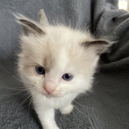 chaton Ragdoll seal point bicolor orange Les Ragdolls de la Croisette