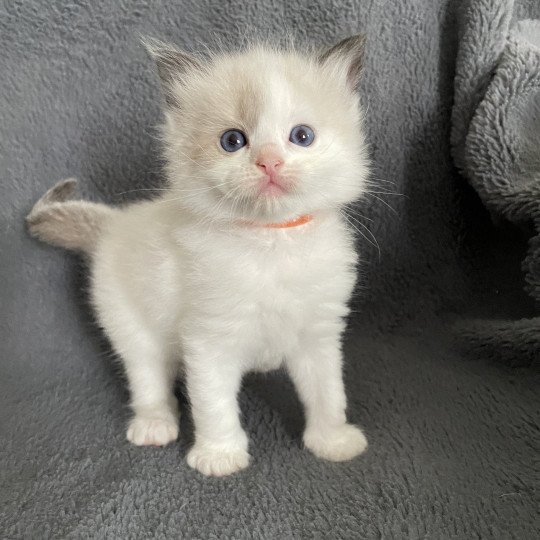 chaton Ragdoll seal point bicolor orange Les Ragdolls de la Croisette