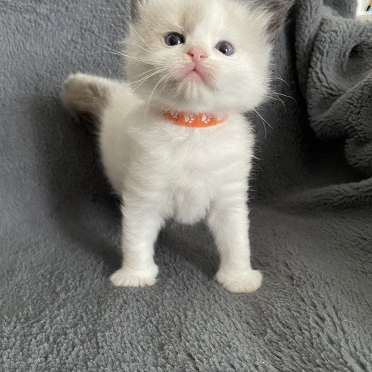 chaton Ragdoll seal point bicolor orange Les Ragdolls de la Croisette