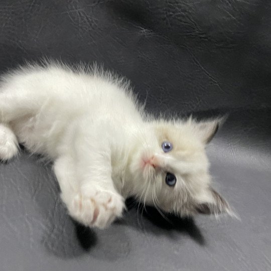 chaton Ragdoll seal point bicolor orange Les Ragdolls de la Croisette